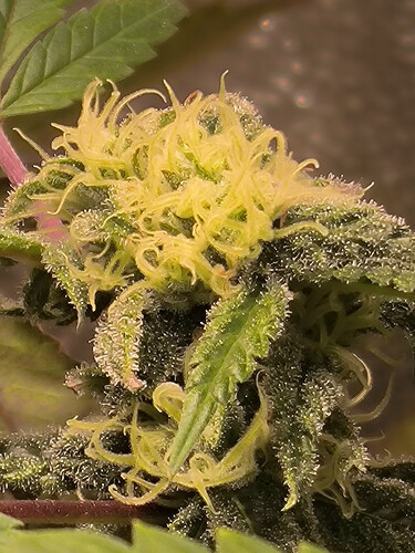 Growreport Bild 4
