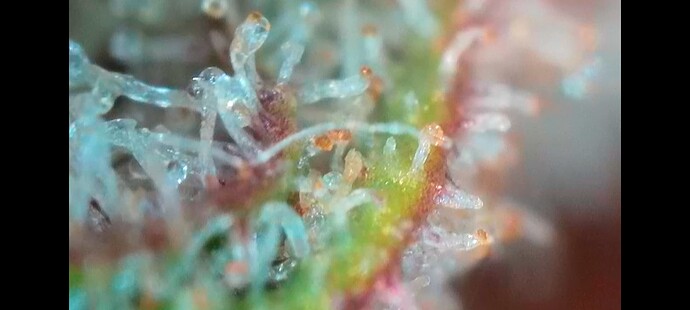 Growreport Bild 5