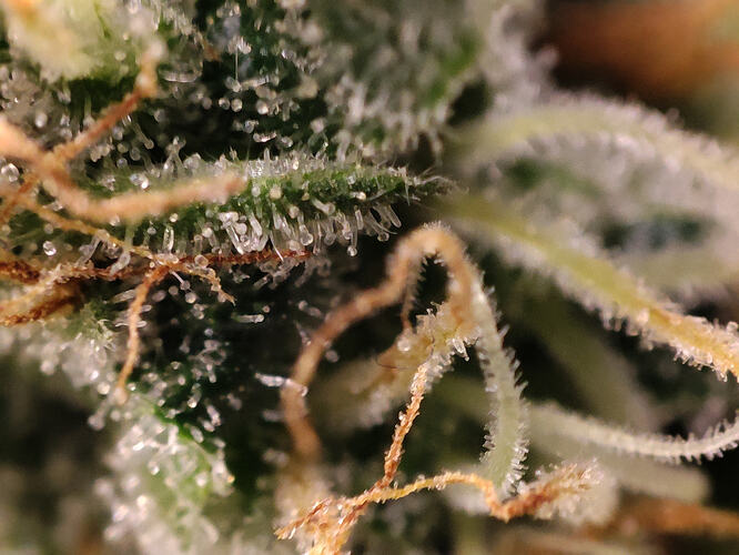 Growreport Bild 19
