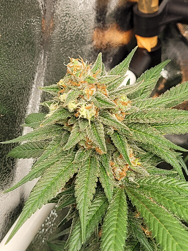 Growreport Bild 5
