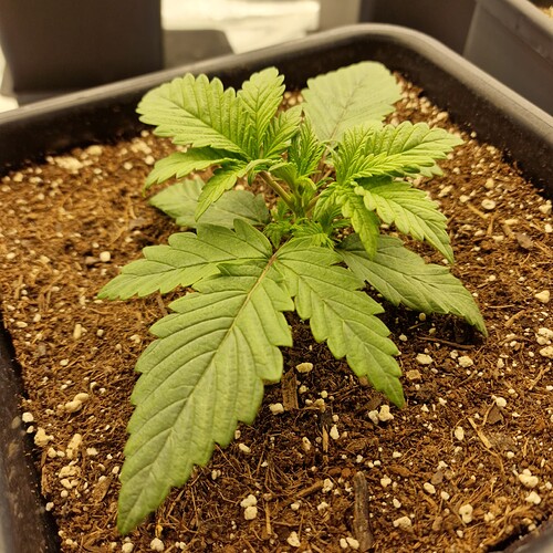 Growreport Bild 1