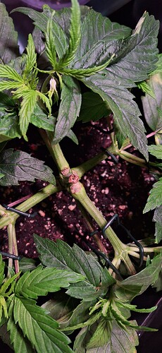 Growreport Bild 6