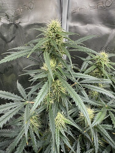 Growreport Bild 16