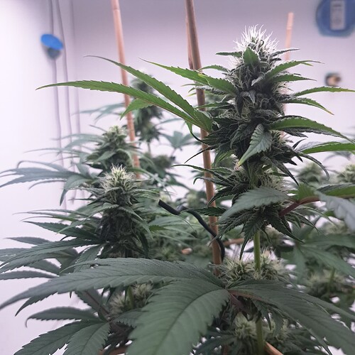 Growreport Bild 10