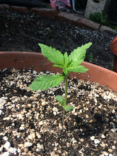 Grow26071907