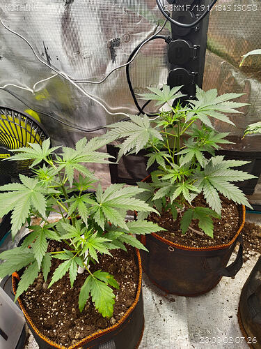 Growreport Bild 3