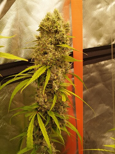 Eine einzelne, dicke Cannabis-Pflanze mit vielen Blütenständen, die in einer Growbox hängt.