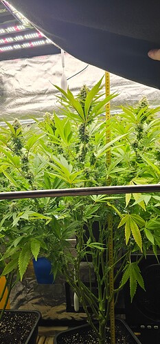 Growreport Bild 3