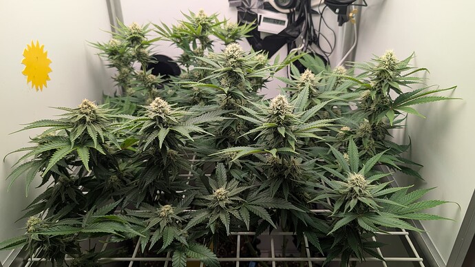 Growreport Bild 13