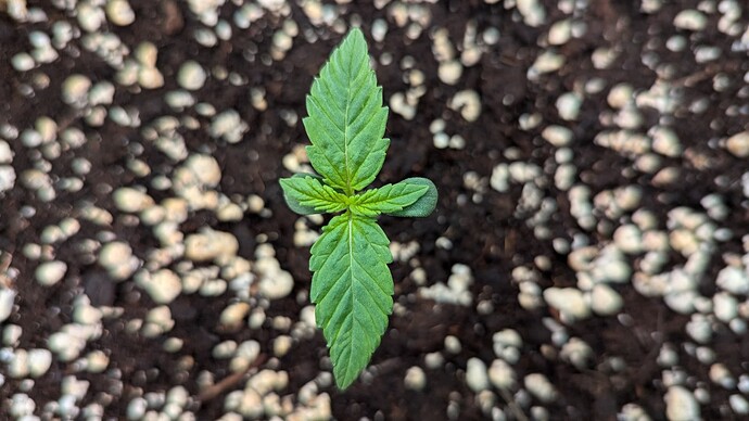 PXL_20240703_184611060