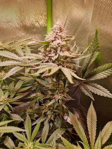 Growreport Bild 13