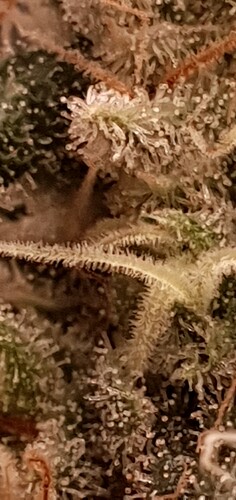 Growreport Bild 11