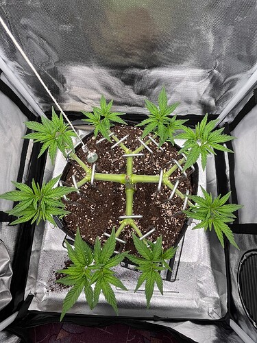 Growreport Bild 3