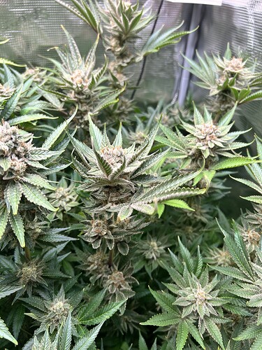 Nahaufnahme von dicht gepackten, reifen Cannabis-Buds mit vielen Trichomen, die auf eine bevorstehende Ernte hindeuten.