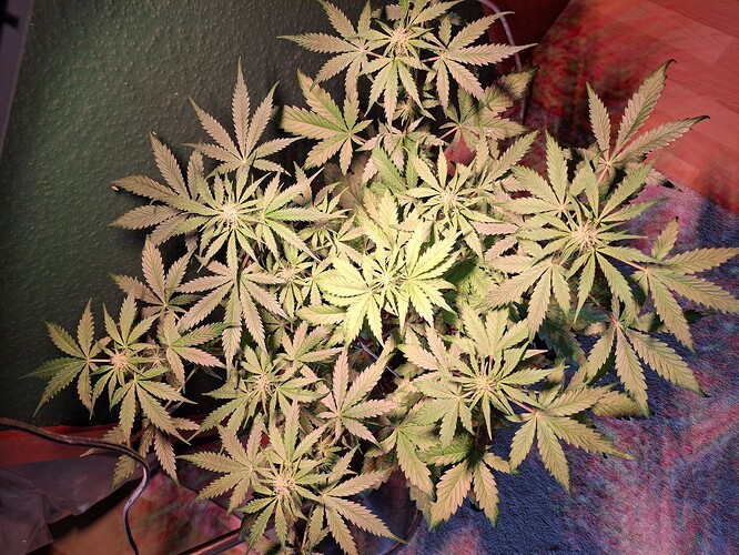 Growreport Bild 6