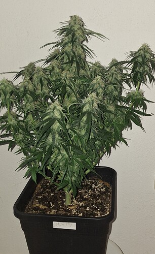 Growreport Bild 7
