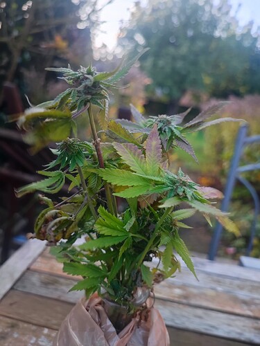 Growreport Bild 36