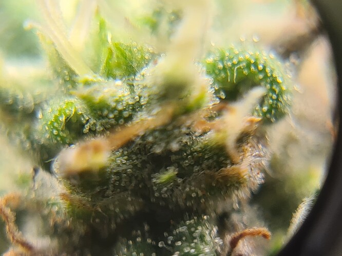 Growreport Bild 38