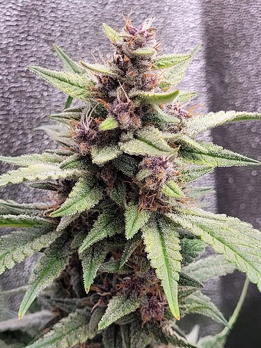 Growreport Bild 9