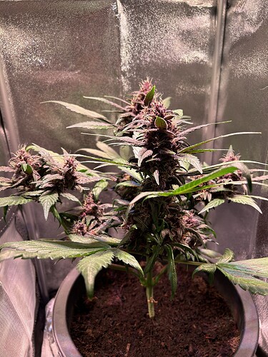 Growreport Bild 30