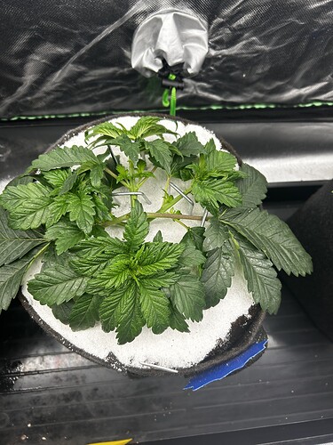 Growreport Bild 19