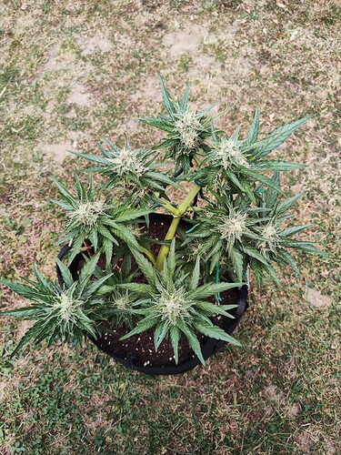 Growreport Bild 30