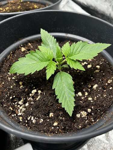 Growreport Bild 7