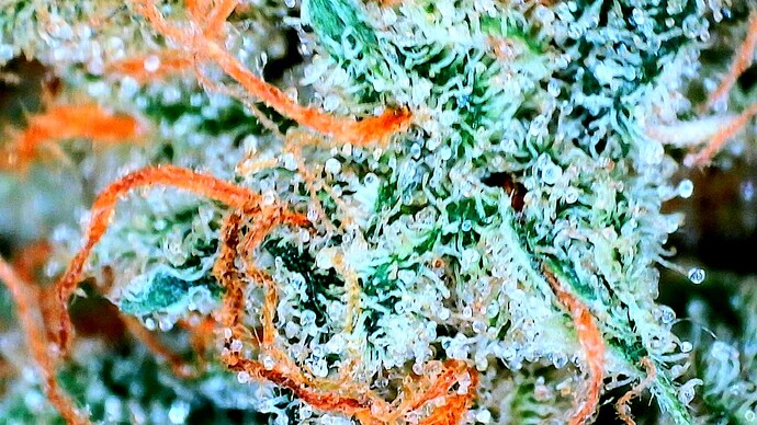 Growreport Bild 14