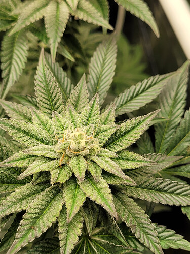 Growreport Bild 3
