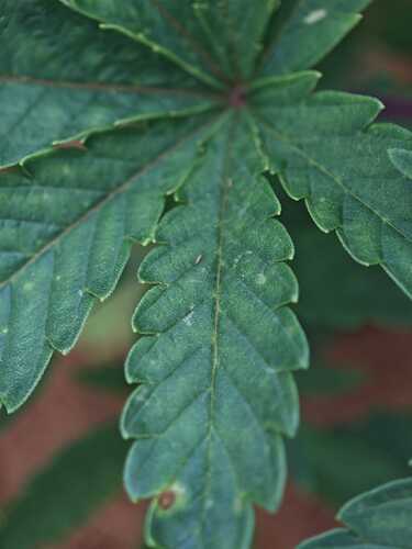Growreport Bild 19