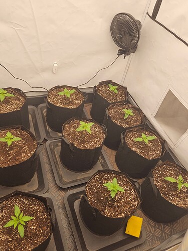 Growreport Bild 2