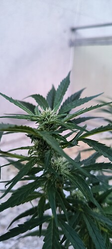 Growreport Bild 6
