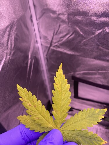 Growreport Bild 2
