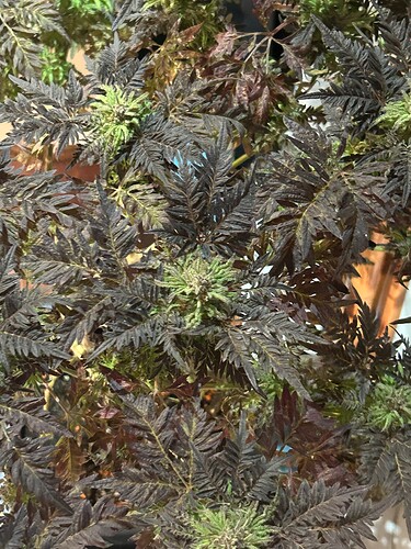 Growreport Bild 8