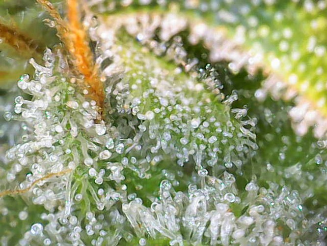 Growreport Bild 9