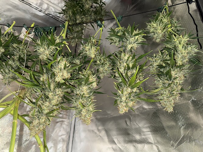Growreport Bild 15