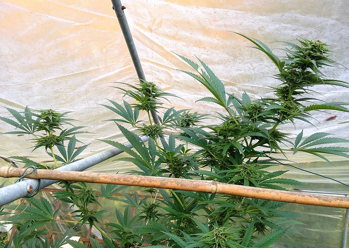 Growreport Bild 9