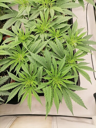 Growreport Bild 28