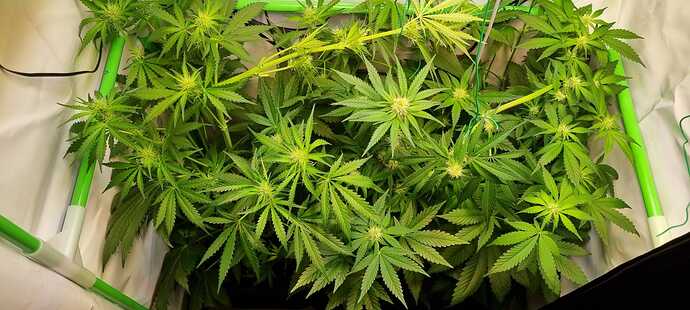 Growreport Bild 8