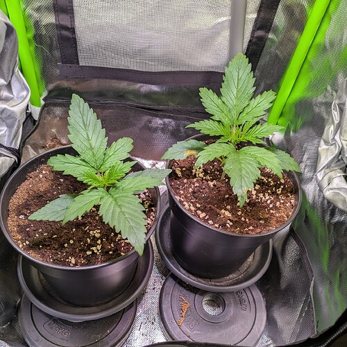 Growreport Bild 12