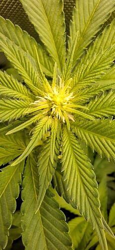 Growreport Bild 5