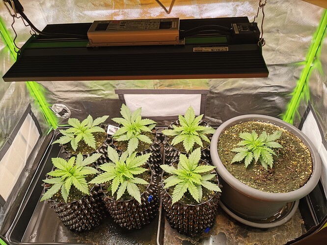 Growreport Bild 3