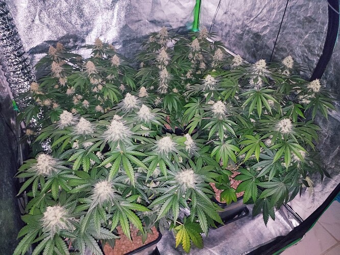 Growreport Bild 14