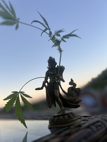 Growreport Bild 46