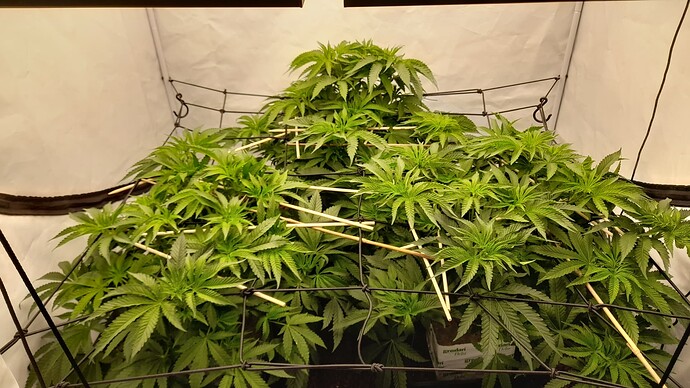 Growreport Bild 11