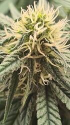 Growreport Bild 75