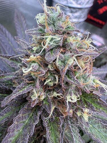 Growreport Bild 40
