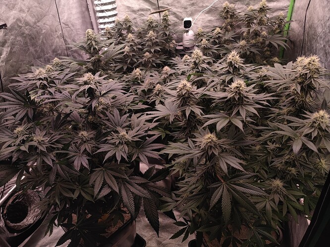 Growreport Bild 104