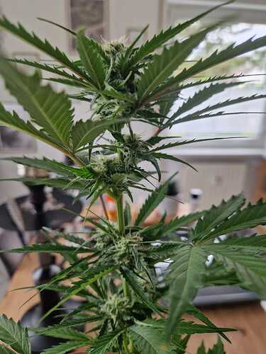 WhatsApp Image 2024-05-27 at 12.39.43 (1)