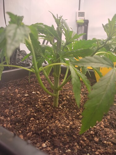 Growreport Bild 7